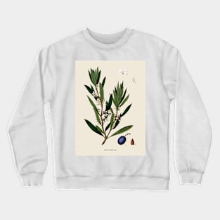 Olive Branch Antique Botanical Illustration Crewneck Sweatshirt